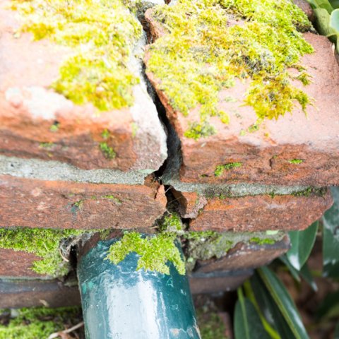 roest schade muur baksteen begroeiing